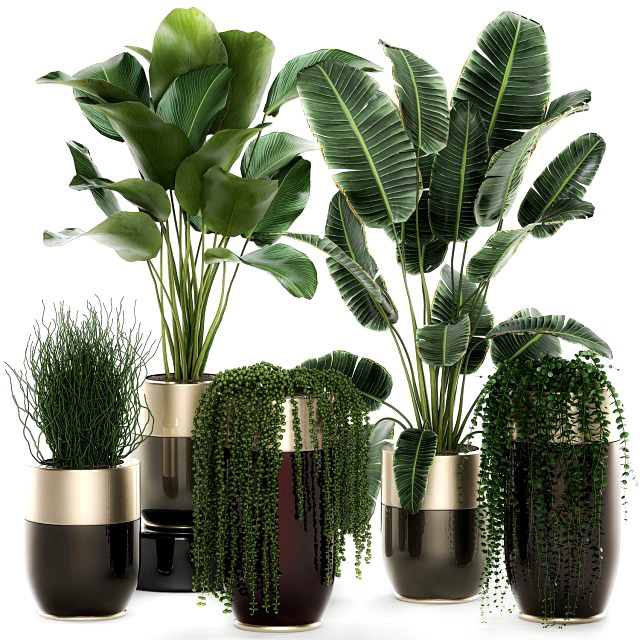 houseplants in a luxury pot for the interior 706