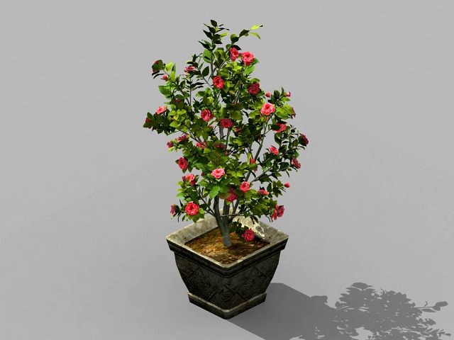 tang-south-bonsai 02