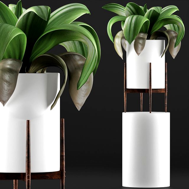 plants collection 91