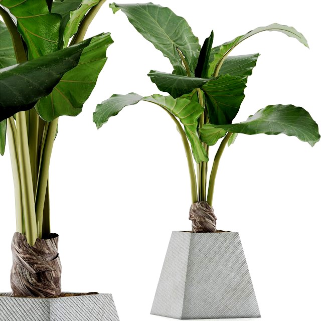 plants collection 48