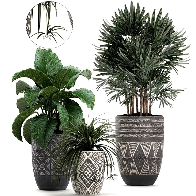 houseplants in a pot for the interior 703
