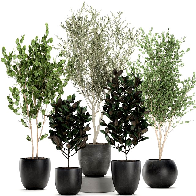trees in a black pot for the interior 701