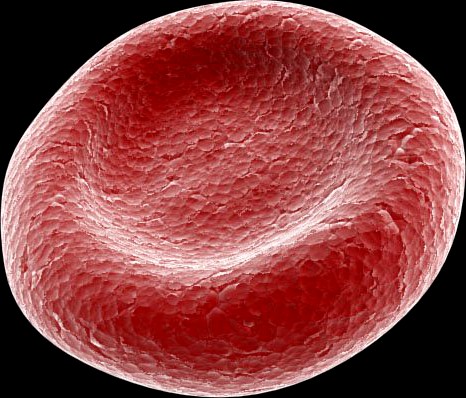 Red Blood Cell 3D Model