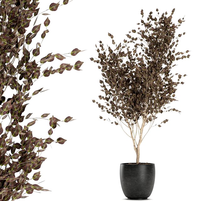 tree in a black pot for the interior 699