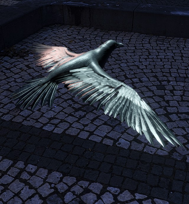 crow flying