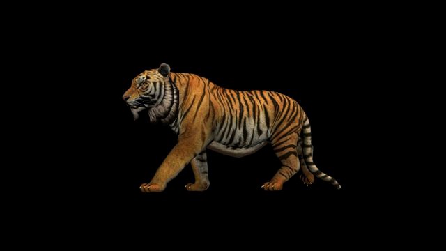 tiger rigged animation