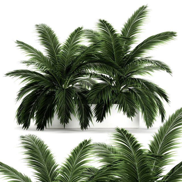 decorative palm in a flowerpot 690