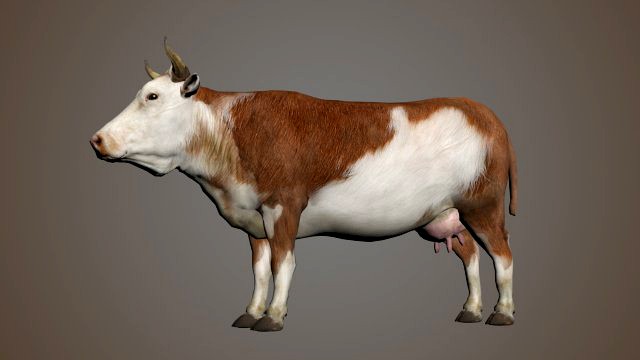 cow rigged