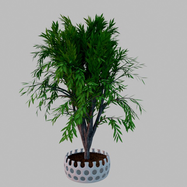 tree in a pot