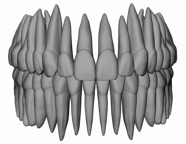 azure upper and lower jaw dental anatomy with roots