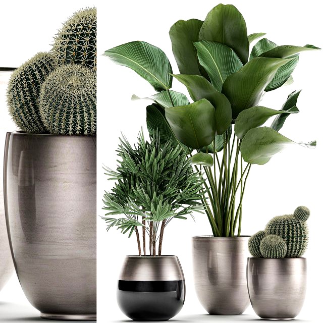 decorative plants in a pot for the interior 688