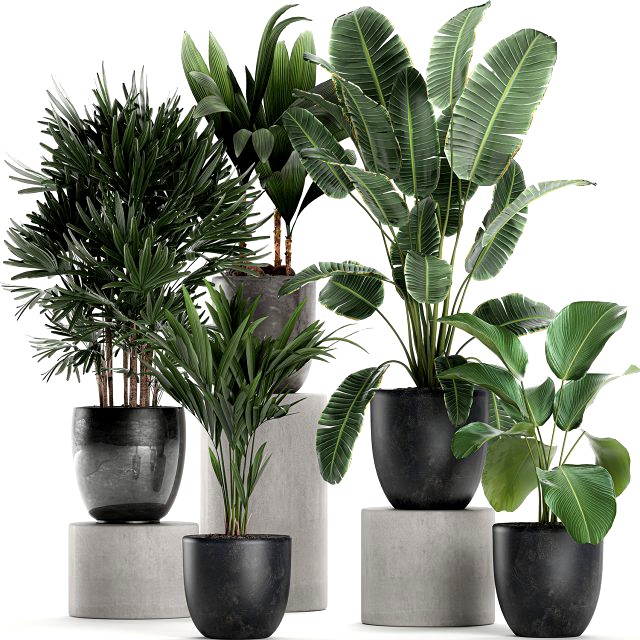 plants in a black pot for the interior 686