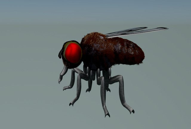 fly