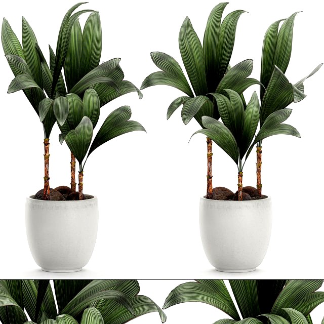 cocos nucifera palm for the interior in white pot 679