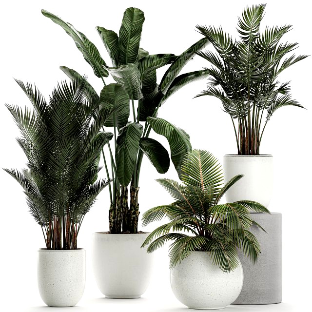 plants in a white pot for the interior 673