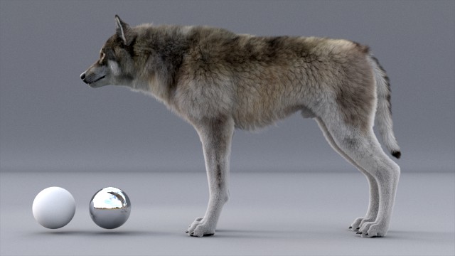 realistic wolf animated rigged