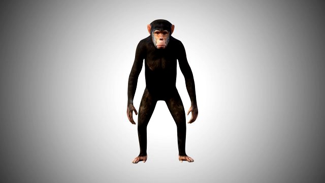 realistic rigged high detailed low poly chimpanzee 3d
