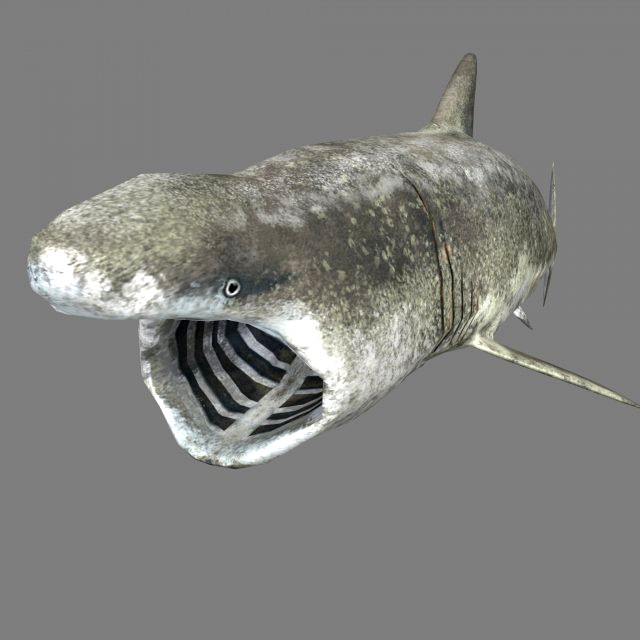 shark