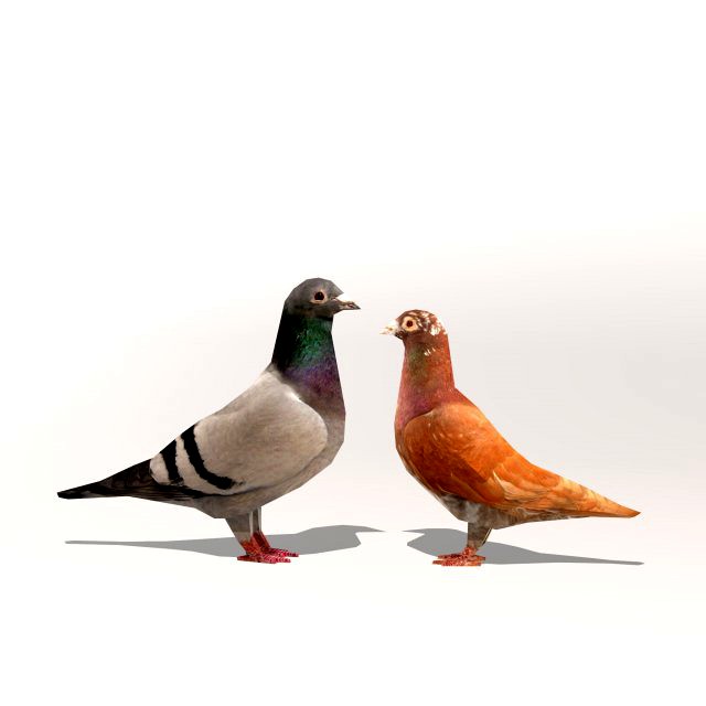 two pigeons low-poly