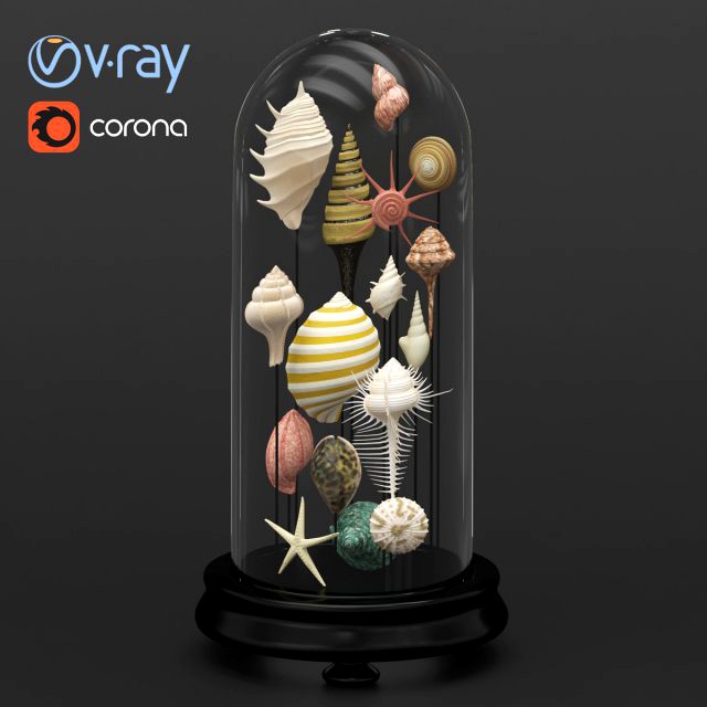 seashell decorative