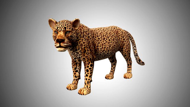 3d rigged low poly leopard model