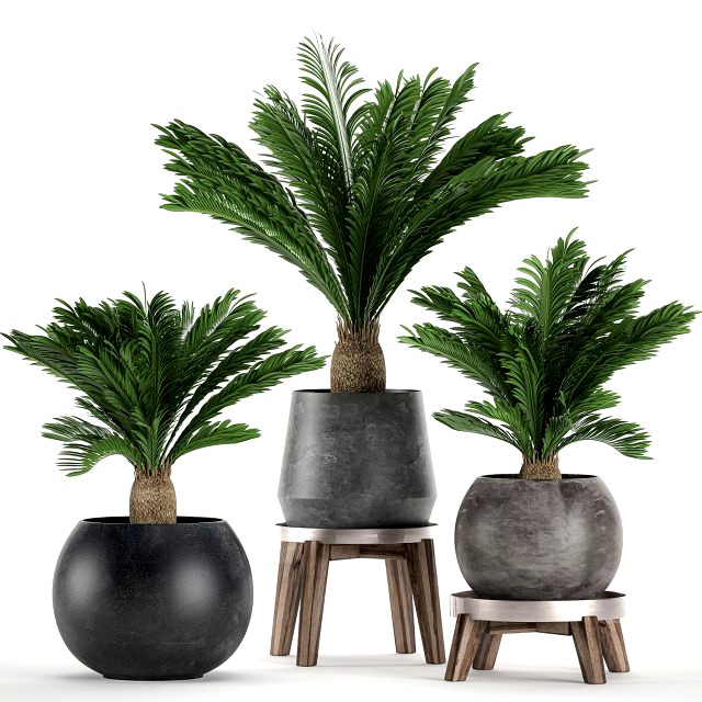 decorative cycas palm in a black flowerpot 650