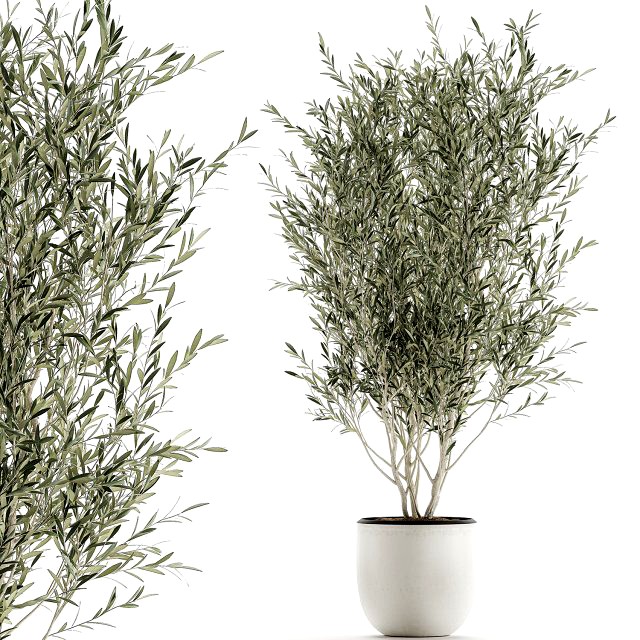 decorative olive tree in flowerpots 646