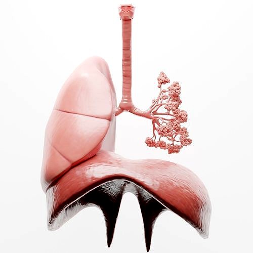 Human Respiratory System Lungs