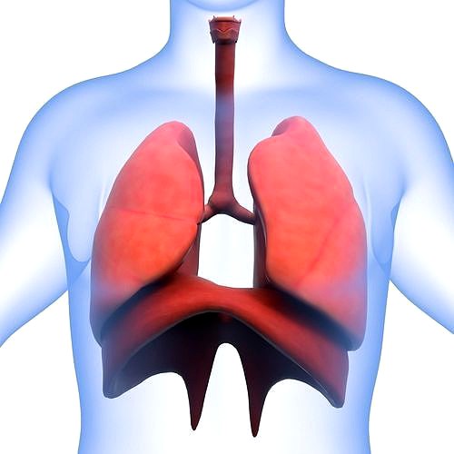 Human Respiratory System