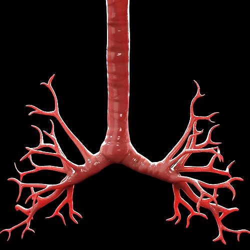 Human Bronchi