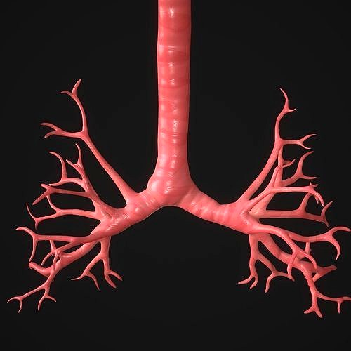 Human Bronchi