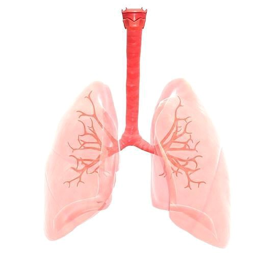 Human Lungs