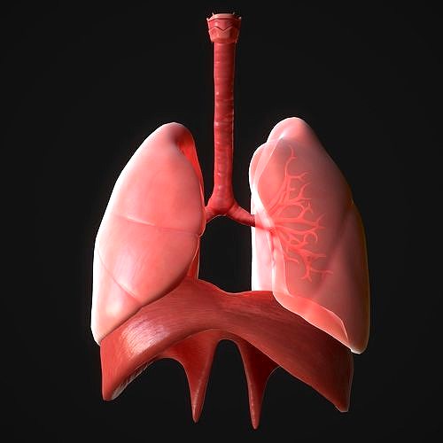 Human Lungs