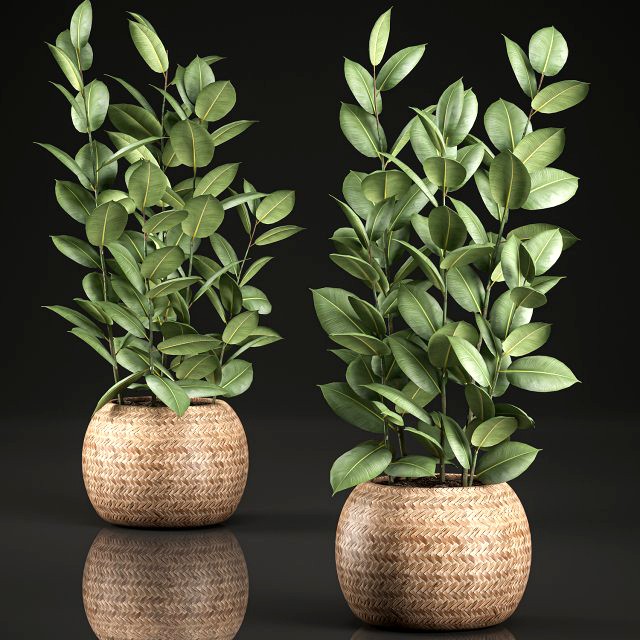 ficus rubbery for the interior in basket 639