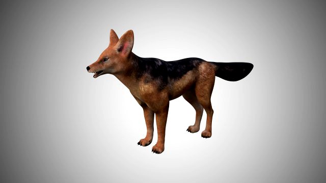 3d low poly rigged jackal