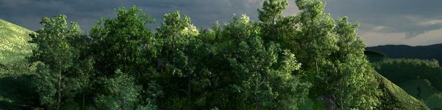 mountain forest
