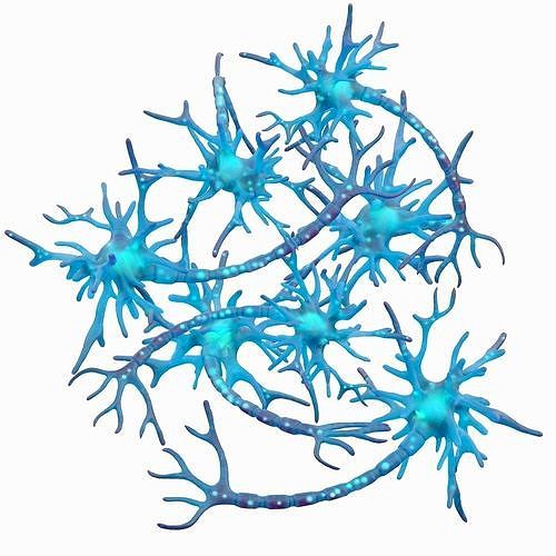Human Neuron