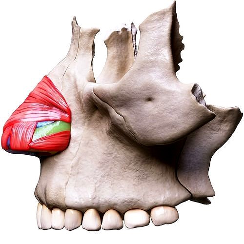 Nasal Human Anatomy Structure