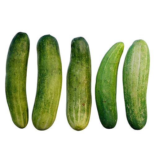 Cucumber 05