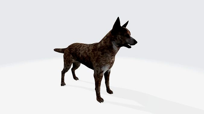 Dingo