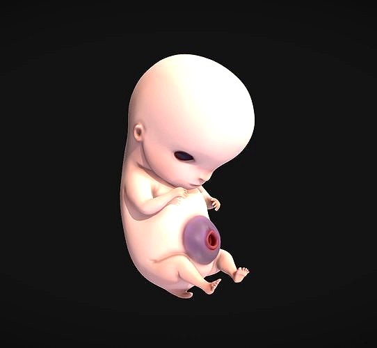 6 Weeks Human embryonic  baby stages