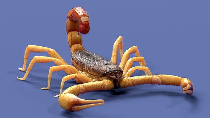 the Indian red scorpion Rig Cinema 4D