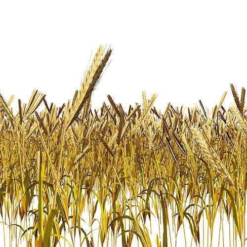 Golden wheat field