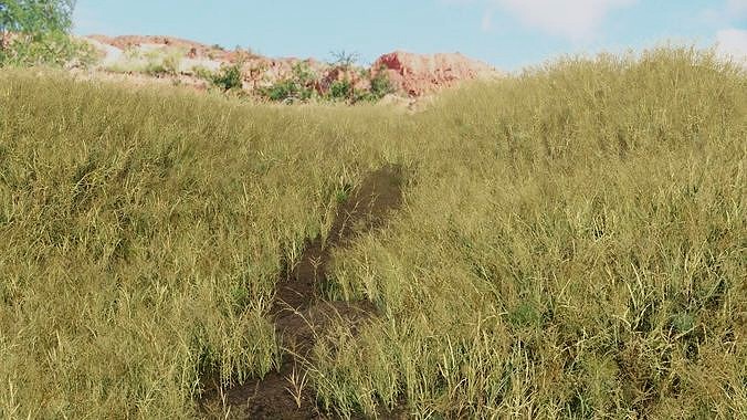 Grass - Southern Africa