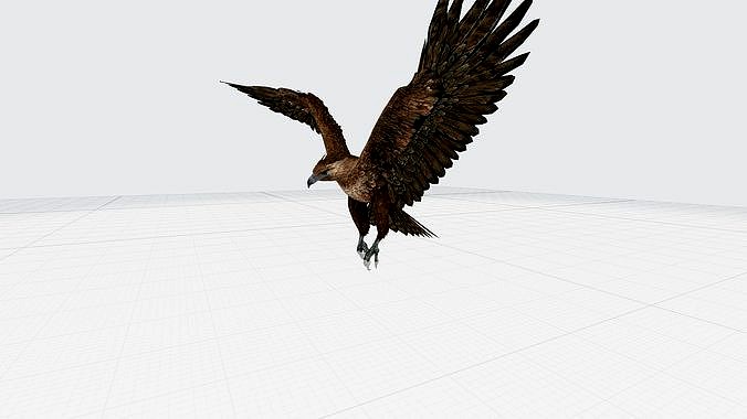 Haast eagle with animation