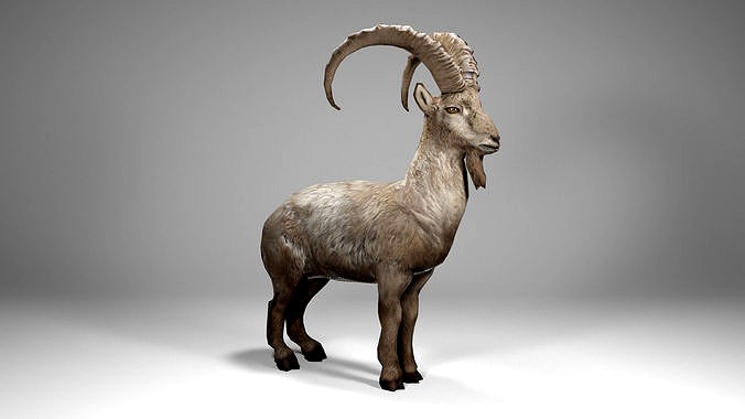 Alpine Ibex