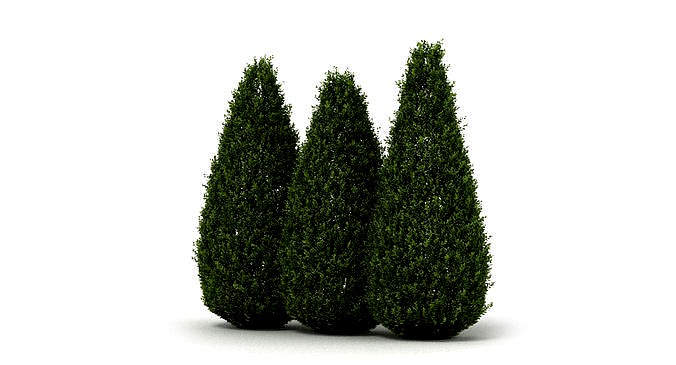 Shrubs