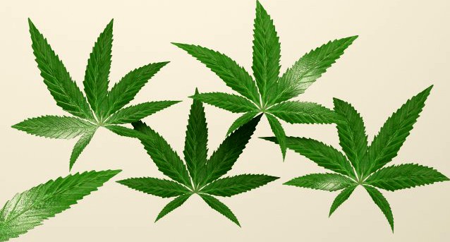 Weed Leafs 3D Model
