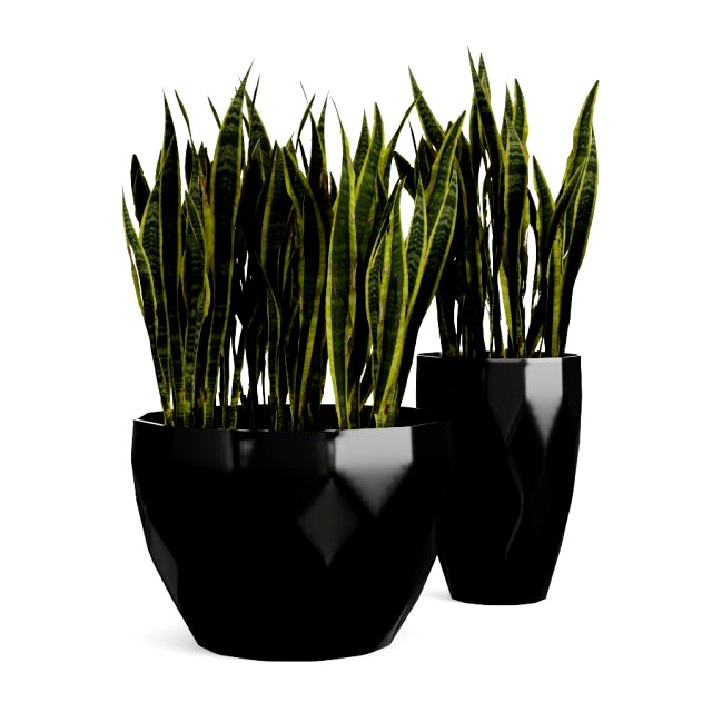 sanseveria snake plant