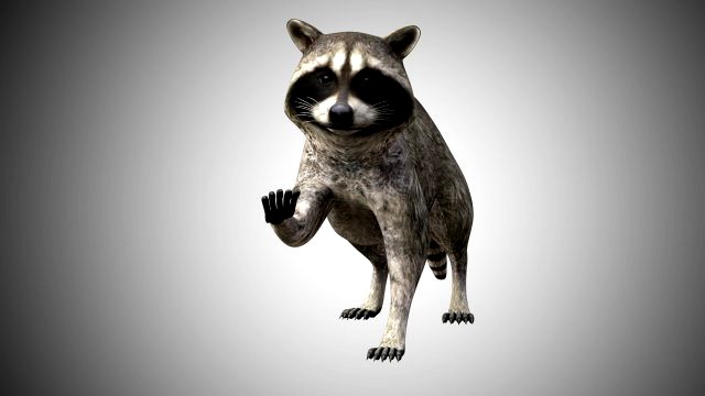 raccoon rigged low poly